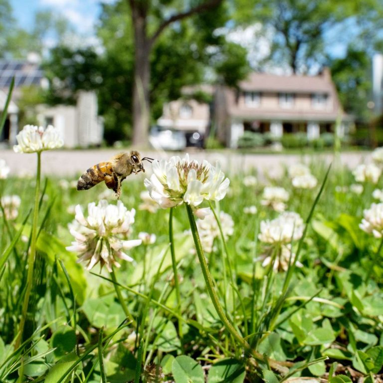 Is No Mow May Worth It for Your Lawn? Here's What Experts Actually Recommend