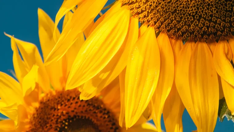 Sunflower Seeds: This Classic Snack Is a Protein Superfood Sunflower Seeds: This Classic Snack Is a Protein Superfood