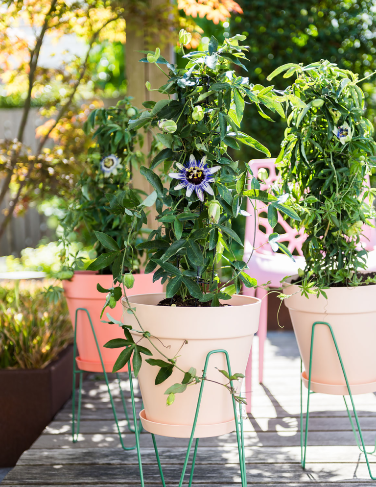 5 Things to Clear From Your Garden Before the Summer