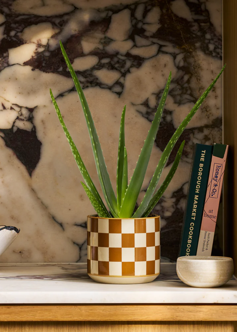 Where to Place Aloe Vera in the Home for Good Energy