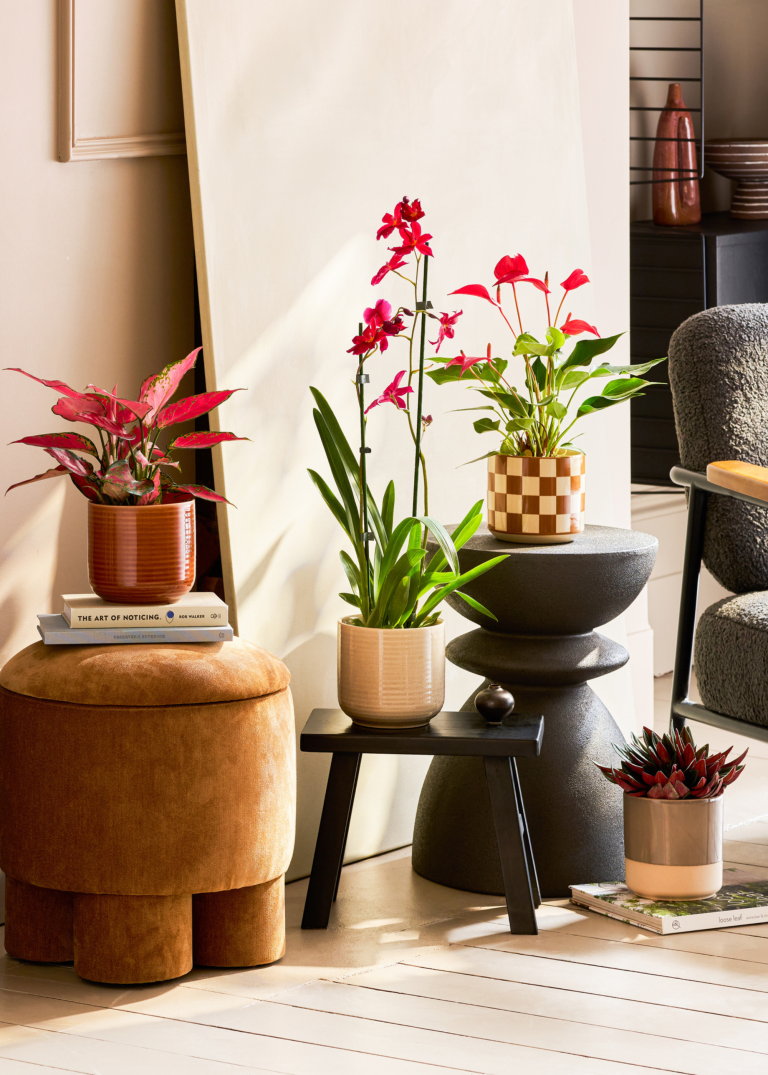 We’re Not Making These 5 Outdated Houseplant Mistakes in 2026